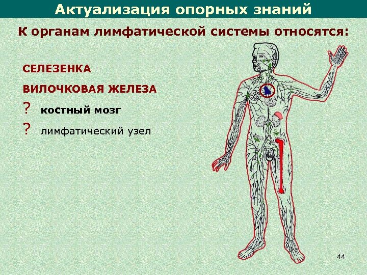 Периферические органы иммунной