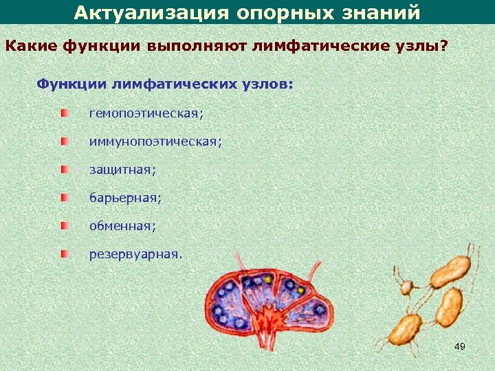 Актуализация опорных знаний Какие функции выполняют лимфатические узлы? Функции лимфатических узлов: гемопоэтическая; иммунопоэтическая; защитная;