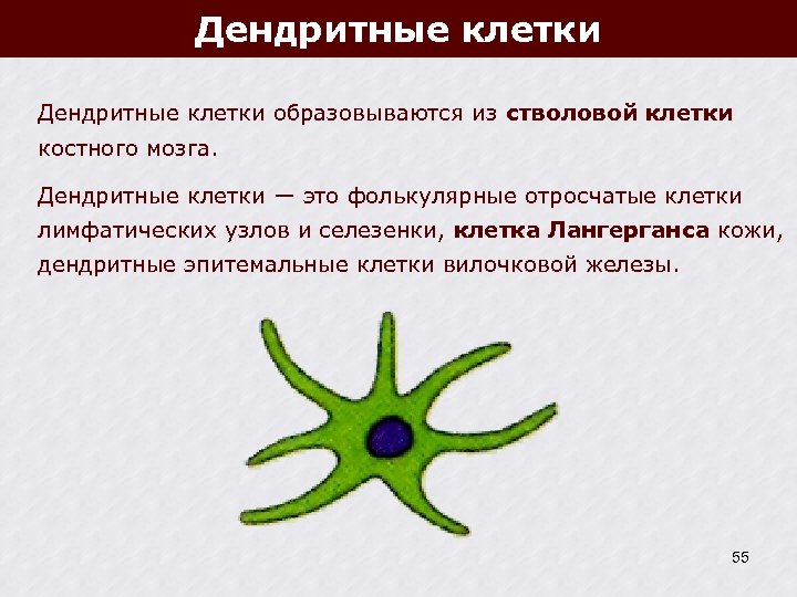 Дендритные клетки образовываются из стволовой клетки костного мозга. Дендритные клетки ― это фолькулярные отросчатые