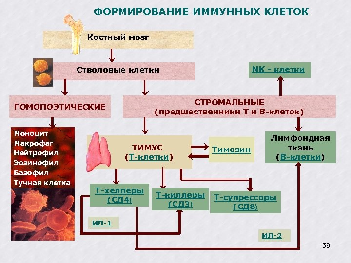 ФОРМИРОВАНИЕ ИММУННЫХ КЛЕТОК Костный мозг NK - клетки Стволовые клетки СТРОМАЛЬНЫЕ (предшественники Т и