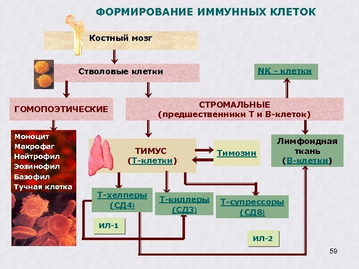 Органы иммунитета и иммунокомпетентные клетки схема