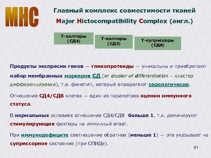 Главный комплекс совместимости тканей Major Hiсtocompatibility Complex (англ. ) Т-хелперы (СД 4) Т-киллеры (СД