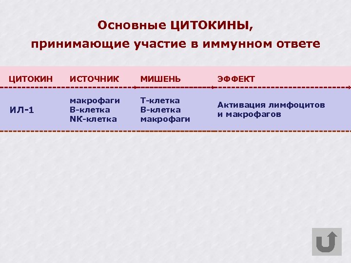 Основные ЦИТОКИНЫ, принимающие участие в иммунном ответе ЦИТОКИН ИСТОЧНИК МИШЕНЬ ЭФФЕКТ ИЛ-1 макрофаги В-клетка