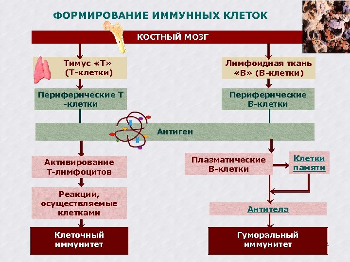 ФОРМИРОВАНИЕ ИММУННЫХ КЛЕТОК КОСТНЫЙ МОЗГ Тимус «Т» (Т-клетки) Лимфоидная ткань «В» (В-клетки) Периферические Т