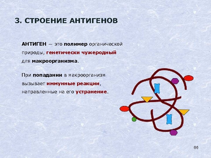 3. СТРОЕНИЕ АНТИГЕНОВ АНТИГЕН ― это полимер органической природы, генетически чужеродный для макроорганизма. При