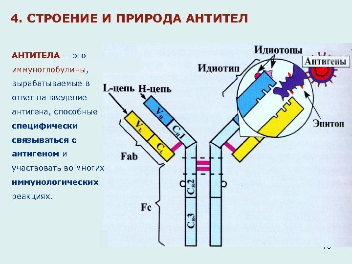 4. СТРОЕНИЕ И ПРИРОДА АНТИТЕЛА ― это иммуноглобулины, вырабатываемые в ответ на введение антигена,