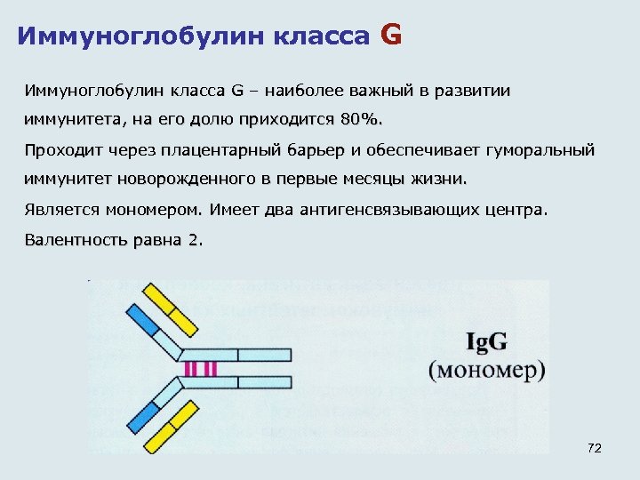 Иммуноглобулин класса G – наиболее важный в развитии иммунитета, на его долю приходится 80%.