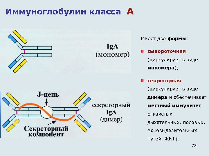 Секреторный иммуноглобулин а. Iga иммуноглобулин строение. Схему строения секреторного iga. Схема строения секреторного иммуноглобулина а. Иммуноглобулин а димер.