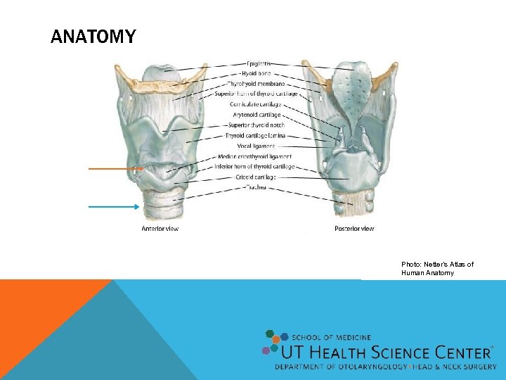 ANATOMY Photo: Netter’s Atlas of Human Anatomy 