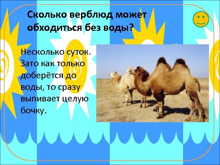 Сколько верблюд может обходиться без воды? Несколько суток. Зато как только доберётся до воды,