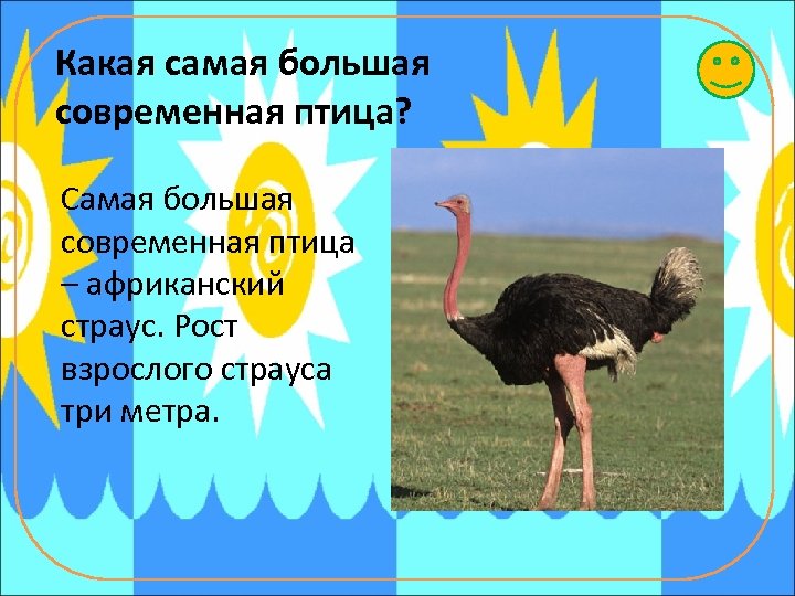 Какая самая большая современная птица? Самая большая современная птица – африканский страус. Рост взрослого