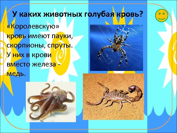 У каких животных голубая кровь? «Королевскую» кровь имеют пауки, скорпионы, спруты. У них в