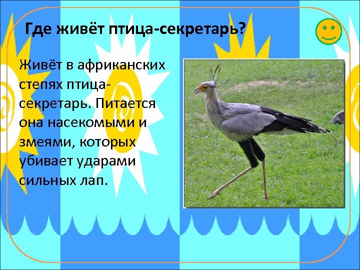 Где живёт птица-секретарь? Живёт в африканских степях птицасекретарь. Питается она насекомыми и змеями, которых