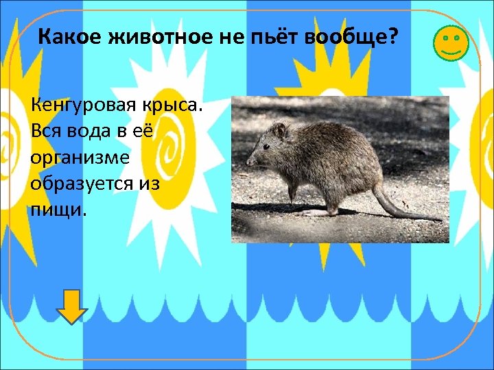 Какое животное не пьёт вообще? Кенгуровая крыса. Вся вода в её организме образуется из