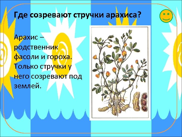 Где созревают стручки арахиса? Арахис – родственник фасоли и гороха. Только стручки у него