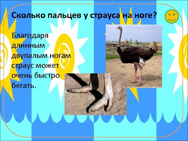 Сколько пальцев у страуса на ноге? Благодаря длинным двупалым ногам страус может очень быстро