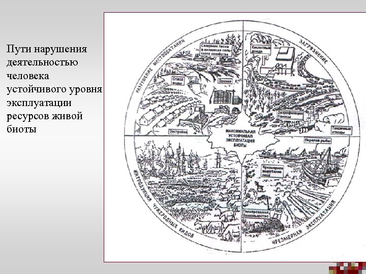 Пути нарушения деятельностью человека устойчивого уровня эксплуатации ресурсов живой биоты 