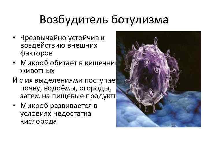 Возбудитель ботулизма • Чрезвычайно устойчив к воздействию внешних факторов • Микроб обитает в кишечнике