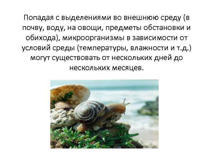 Попадая с выделениями во внешнюю среду (в почву, воду, на овощи, предметы обстановки и