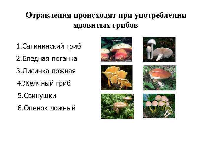 Отравления происходят при употреблении ядовитых грибов 1. Сатининский гриб 2. Бледная поганка 3. Лисичка