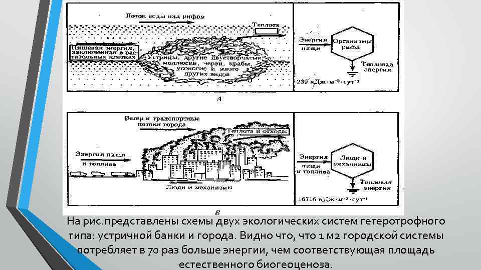 На рис. представлены схемы двух экологических систем гетеротрофного типа: устричной банки и города. Видно