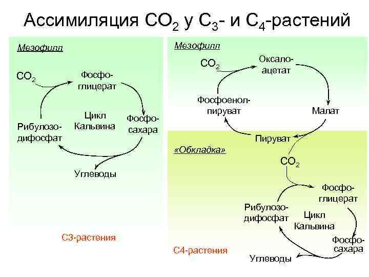 Ассимиляция CO 2 у C 3 - и C 4 -растений Мезофилл Фосфоглицерат CO