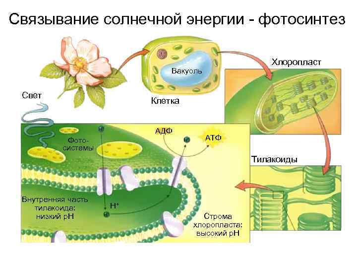 Атф растительной клетки. Схема Солнечная энергия фотосинтез. Схема фотосинтеза у растений. Фотосинтез в хлоропластах. Схема процесса фотосинтеза.