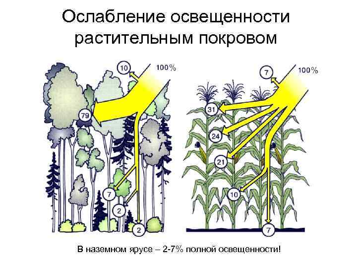 Ослабление освещенности растительным покровом В наземном ярусе – 2 -7% полной освещенности! 