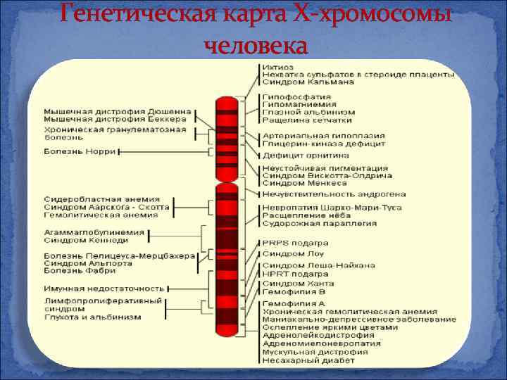 Генетическая карта Х-хромосомы человека 