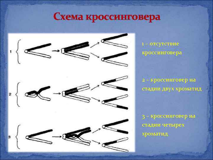 Схема кроссинговера 1 – отсутствие кроссинговера 2 – кроссинговер на стадии двух хроматид 3