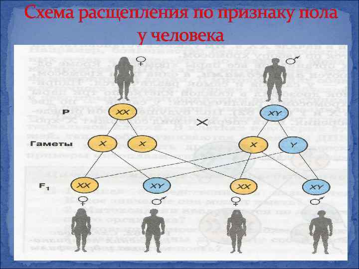 Презентация на тему генетика пола сцепленное с полом наследование 9 класс