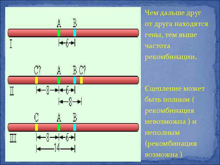 Парные гены расположены