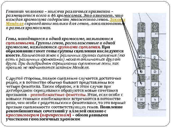 Генотип человека – тысячи различных признаков – размещается всего в 46 хромосомах. Это означает,