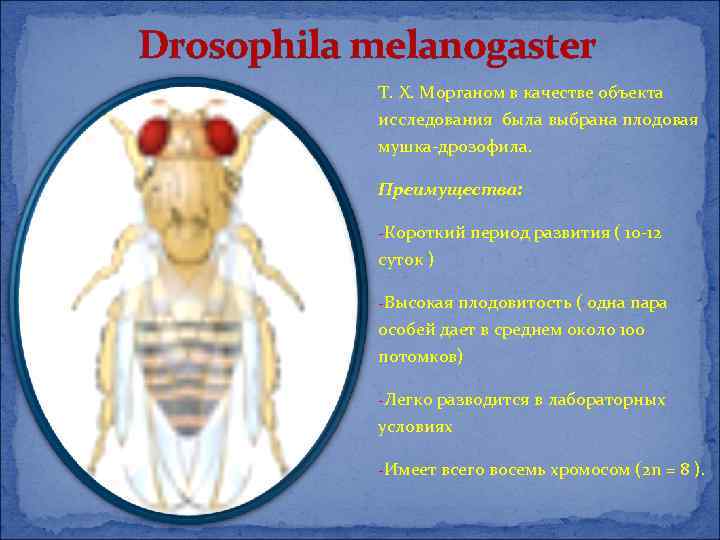 Drosophila melanogaster Т. Х. Морганом в качестве объекта исследования была выбрана плодовая мушка-дрозофила. Преимущества: