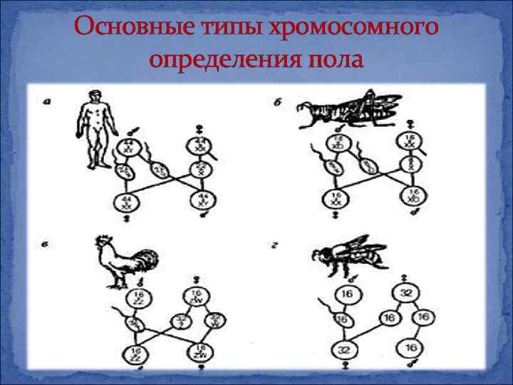 Основные типы хромосомного определения пола 