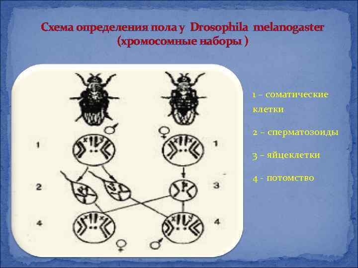 Генетика пола тест