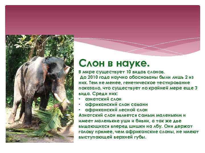 Слон в науке. В мире существует 10 видов слонов. До 2010 года научно обоснованы