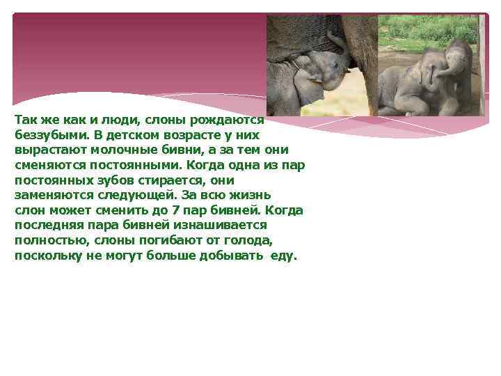 Так же как и люди, слоны рождаются беззубыми. В детском возрасте у них вырастают