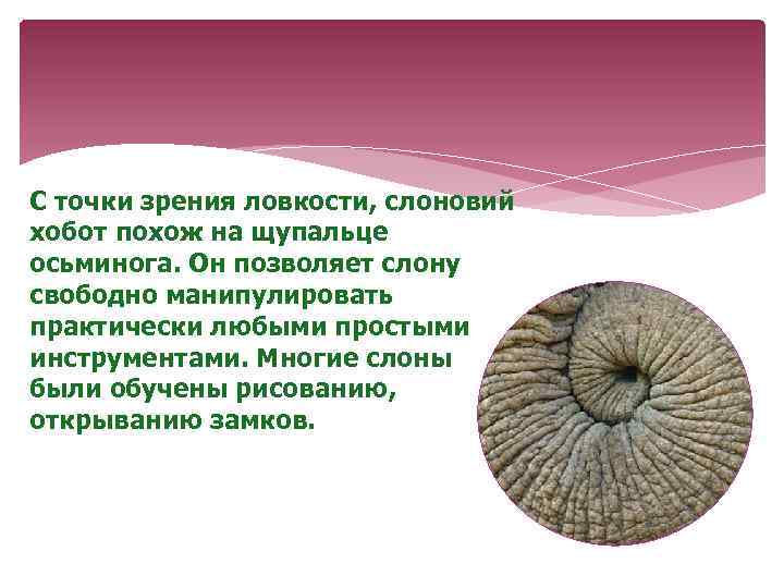 С точки зрения ловкости, слоновий хобот похож на щупальце осьминога. Он позволяет слону свободно