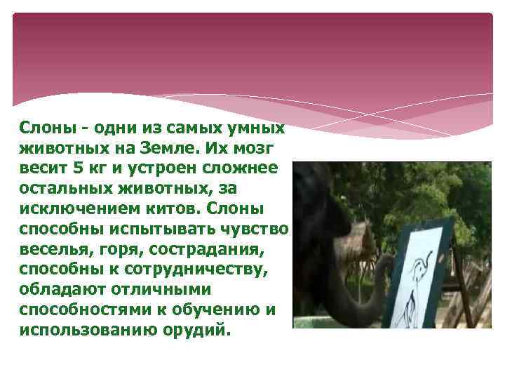 Слоны - одни из самых умных животных на Земле. Их мозг весит 5 кг