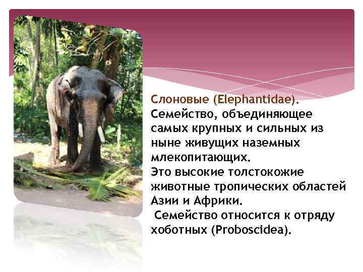 Слоновые (Elephantidae). Семейство, объединяющее самых крупных и сильных из ныне живущих наземных млекопитающих. Это