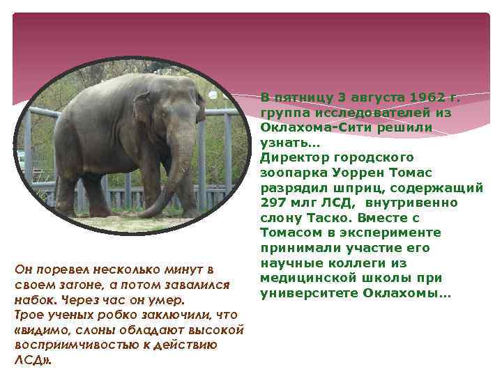 Он поревел несколько минут в своем загоне, а потом завалился набок. Через час он