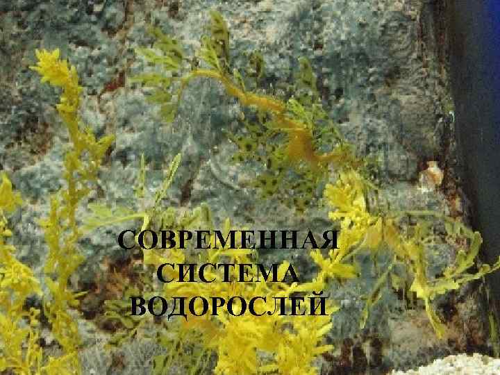 СОВРЕМЕННАЯ СИСТЕМА ВОДОРОСЛЕЙ 