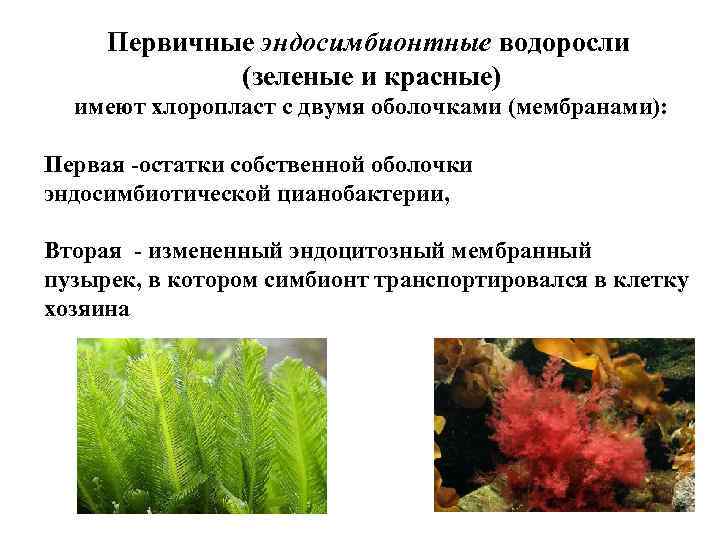 Первичные эндосимбионтные водоросли (зеленые и красные) имеют хлоропласт с двумя оболочками (мембранами): Первая -остатки