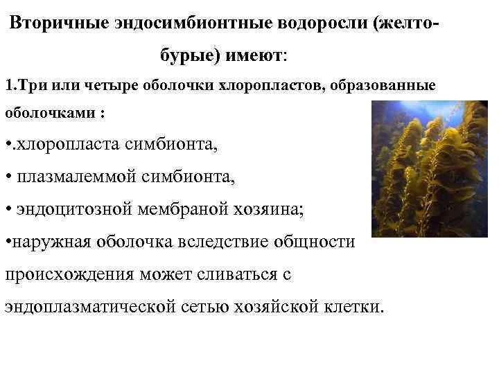 Вторичные эндосимбионтные водоросли (желтобурые) имеют: 1. Три или четыре оболочки хлоропластов, образованные оболочками :