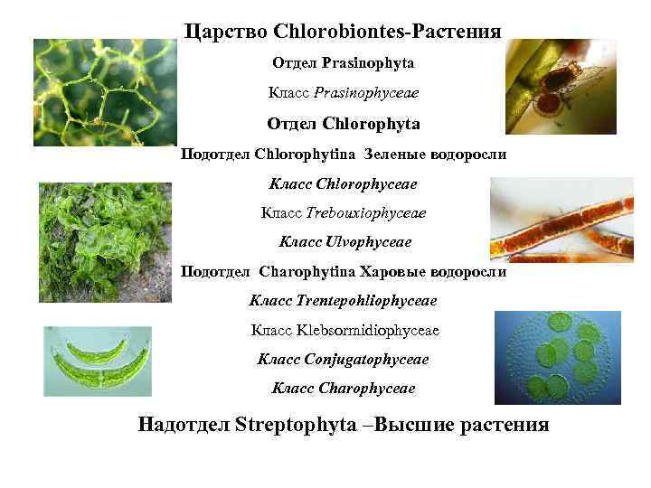 Царство Chlorobiontes-Растения Отдел Prasinophyta Класс Prasinophyceae Отдел Chlorophyta Подотдел Chlorophytina Зеленые водоросли Класс Chlorophyceae
