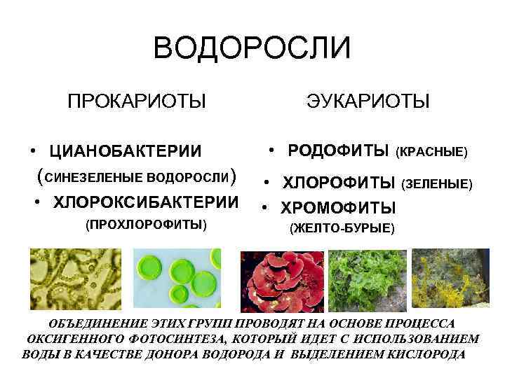 ВОДОРОСЛИ ПРОКАРИОТЫ • ЦИАНОБАКТЕРИИ (СИНЕЗЕЛЕНЫЕ ВОДОРОСЛИ) • ХЛОРОКСИБАКТЕРИИ (ПРОХЛОРОФИТЫ) ЭУКАРИОТЫ • РОДОФИТЫ (КРАСНЫЕ) •