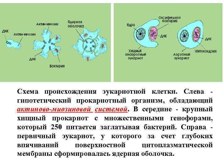 Схема происхождения эукариотной клетки. Слева гипотетический прокариотный организм, обладающий актиново-миозиновой системой. В середине -