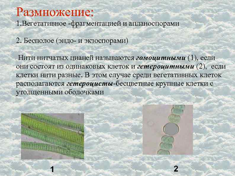 Размножение: 1. Вегетативное -фрагментацией и апланоспорами 2. Бесполое (эндо- и экзоспорами) Нити нитчатых цианей