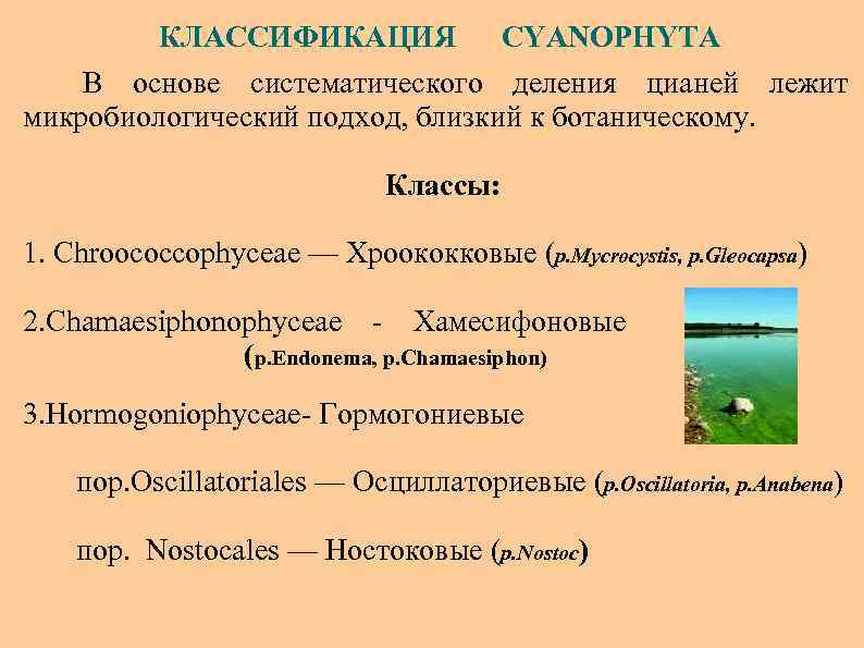 Какие признаки лежат в основе систематики водорослей